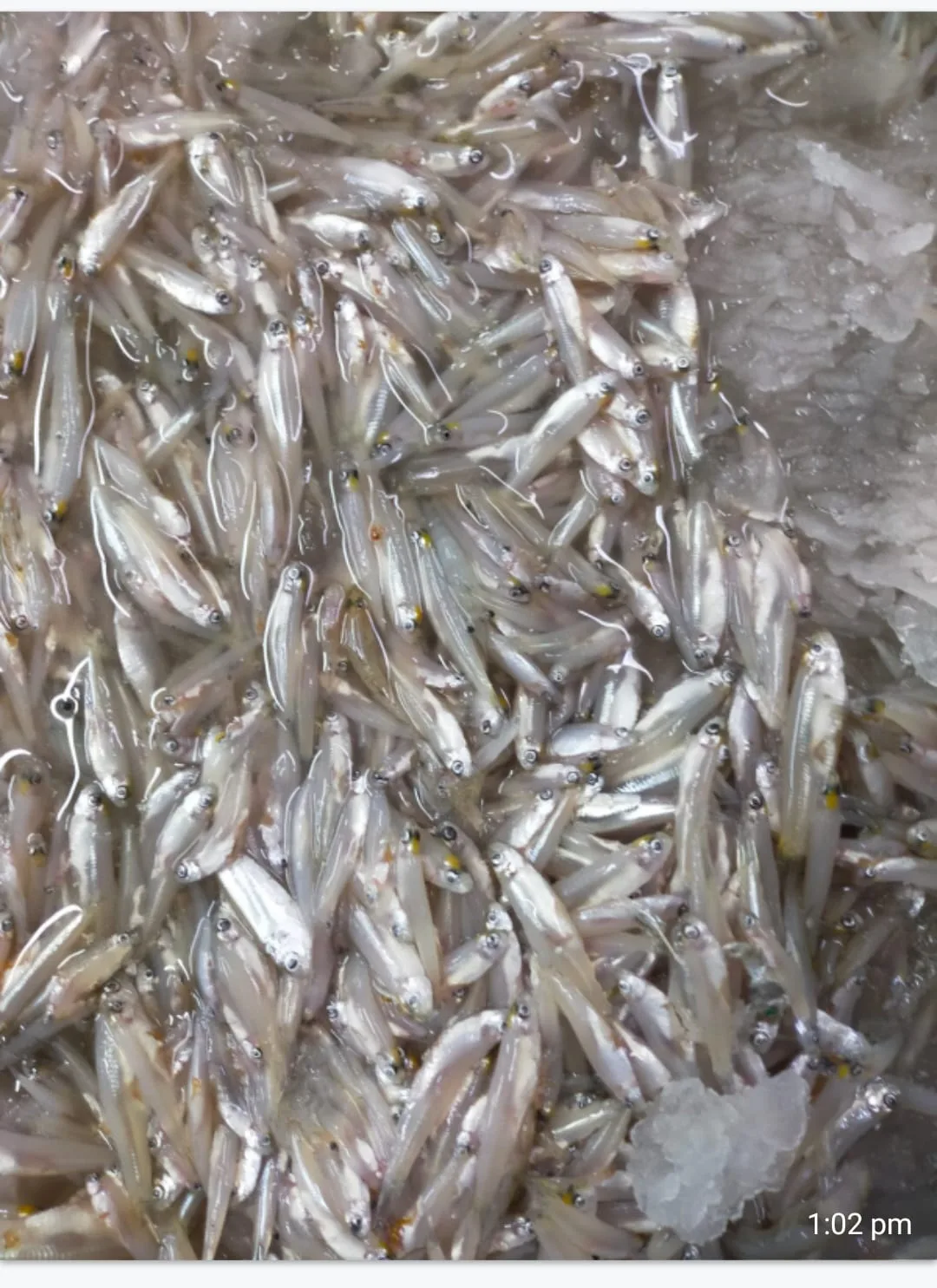 Fish
